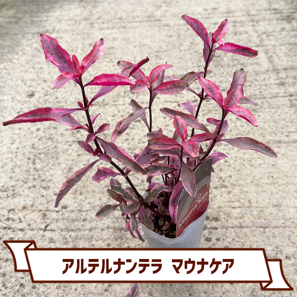 CoItanse's tweet photo. 今週のおすすめ20選②🌱

■ロータス クレティクス2.5号
■アルテルナンテラ F コタキナバル3.5号
■ニューサイラン・ピンクストライプ3号  
■アルテルナンテラ マウナケア2.5号

まだまだございます📷 

詳しくはこちら▼ https://t.co/ngJFjXacOI https://t.co/3amvTwuQPg