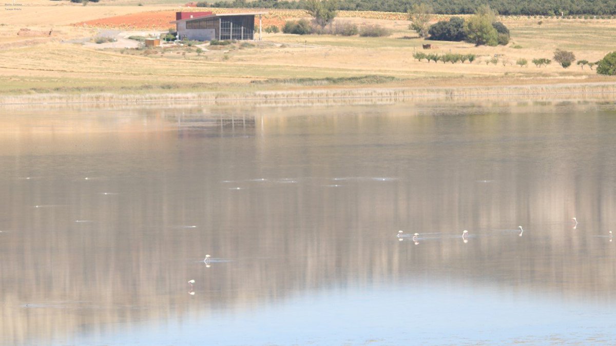 CIGALLOCANTA's tweet photo. Temperatura 🌡 a las 8h  7.3°
Buen y feliz día  para todos.
#lagunaDeGallocanta 
Viernes es 25 de septiembre 2026 https://t.co/4nxRiJ4fYa