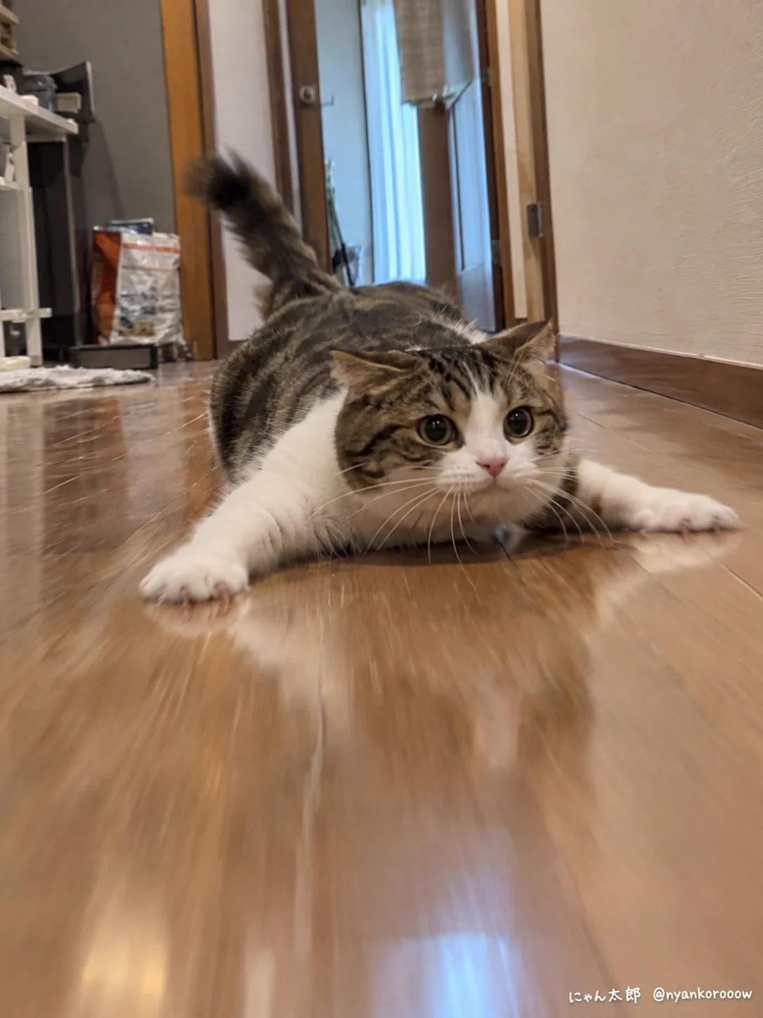 にゃん太郎｜猫画像｜Funny Cats on X: 
