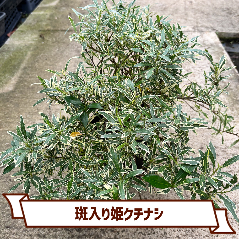 CoItanse's tweet photo. 今週のおすすめ20選③🌱

■斑入り姫クチナシ5号
■姫トクサ3号
■チャイニーズフェアリーベルズ ムーンライト3号
■キンモクセイ3.5号

まだまだございます📷 

詳しくはこちら▼ https://t.co/ngJFjXacOI https://t.co/OcNVH3xu0M