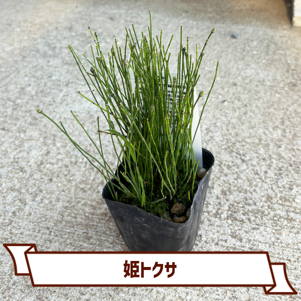CoItanse's tweet photo. 今週のおすすめ20選③🌱

■斑入り姫クチナシ5号
■姫トクサ3号
■チャイニーズフェアリーベルズ ムーンライト3号
■キンモクセイ3.5号

まだまだございます📷 

詳しくはこちら▼ https://t.co/ngJFjXacOI https://t.co/OcNVH3xu0M