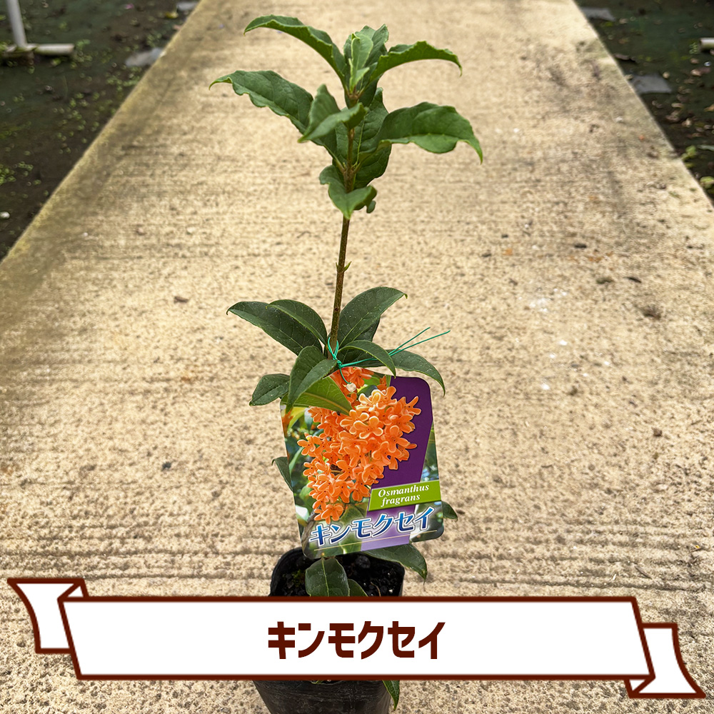 CoItanse's tweet photo. 今週のおすすめ20選③🌱

■斑入り姫クチナシ5号
■姫トクサ3号
■チャイニーズフェアリーベルズ ムーンライト3号
■キンモクセイ3.5号

まだまだございます📷 

詳しくはこちら▼ https://t.co/ngJFjXacOI https://t.co/OcNVH3xu0M