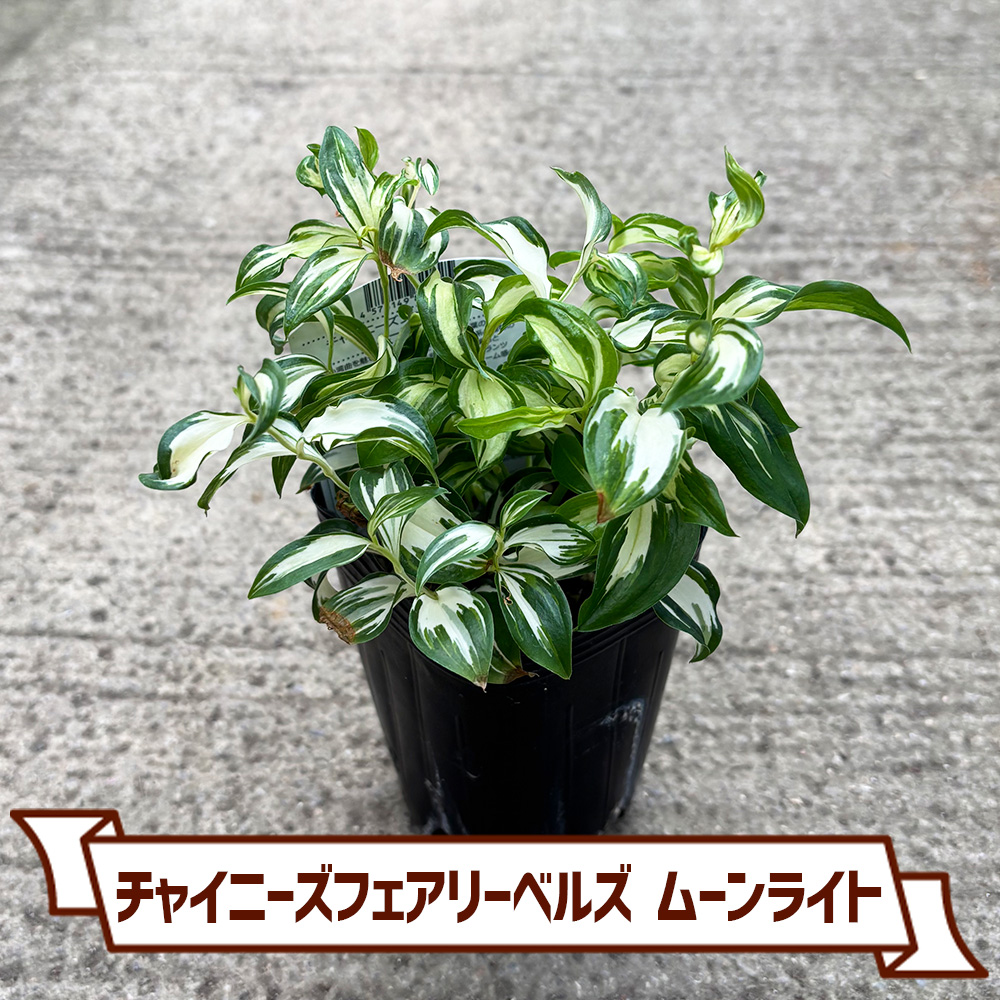 CoItanse's tweet photo. 今週のおすすめ20選③🌱

■斑入り姫クチナシ5号
■姫トクサ3号
■チャイニーズフェアリーベルズ ムーンライト3号
■キンモクセイ3.5号

まだまだございます📷 

詳しくはこちら▼ https://t.co/ngJFjXacOI https://t.co/OcNVH3xu0M