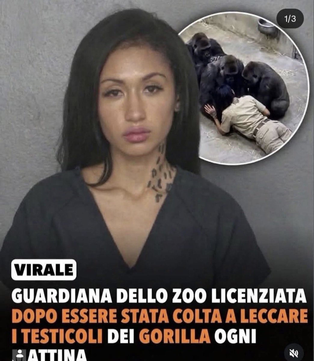 iltenentenn's tweet photo. Meglio leccare i coglioni pelosi di un gorilla che fare un pompino a Piergiorgio dopo che ti ha offerto la cena allo stellato. https://t.co/gahVR4c5DG
