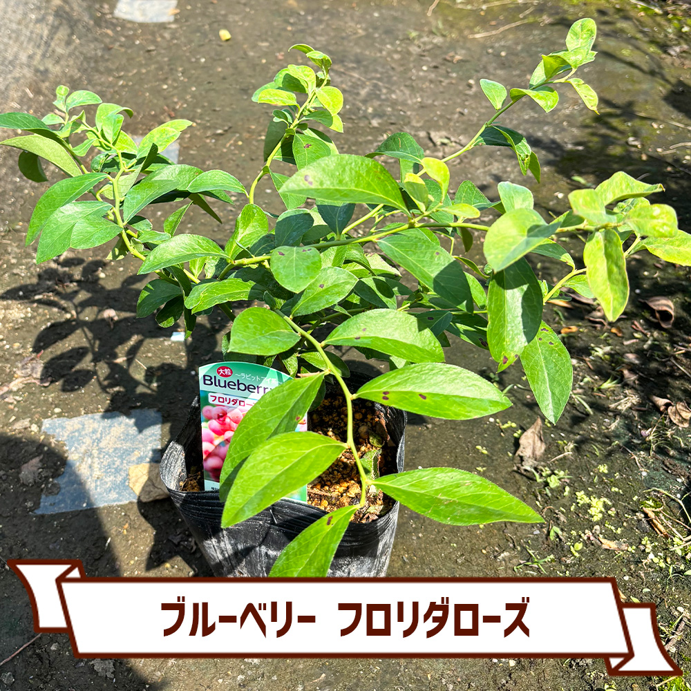 CoItanse's tweet photo. 今週のおすすめ20選⑤🌱

■ブルーベリー フロリダローズ5号
■栗 とげなし栗4～5号
■スパッコリー
■スイートメラビー3号

まだまだございます📷 

詳しくはこちら▼ https://t.co/ngJFjX9EZa https://t.co/JgD7koybDC