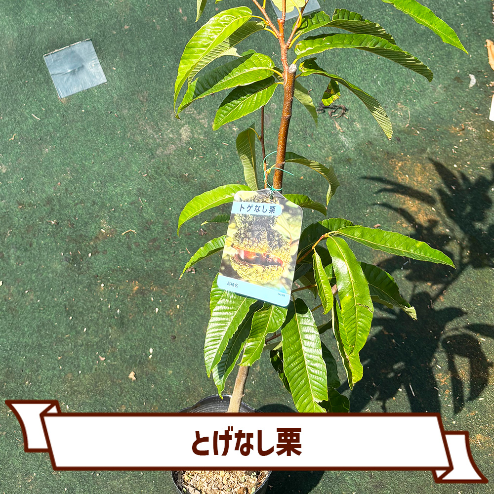 CoItanse's tweet photo. 今週のおすすめ20選⑤🌱

■ブルーベリー フロリダローズ5号
■栗 とげなし栗4～5号
■スパッコリー
■スイートメラビー3号

まだまだございます📷 

詳しくはこちら▼ https://t.co/ngJFjX9EZa https://t.co/JgD7koybDC