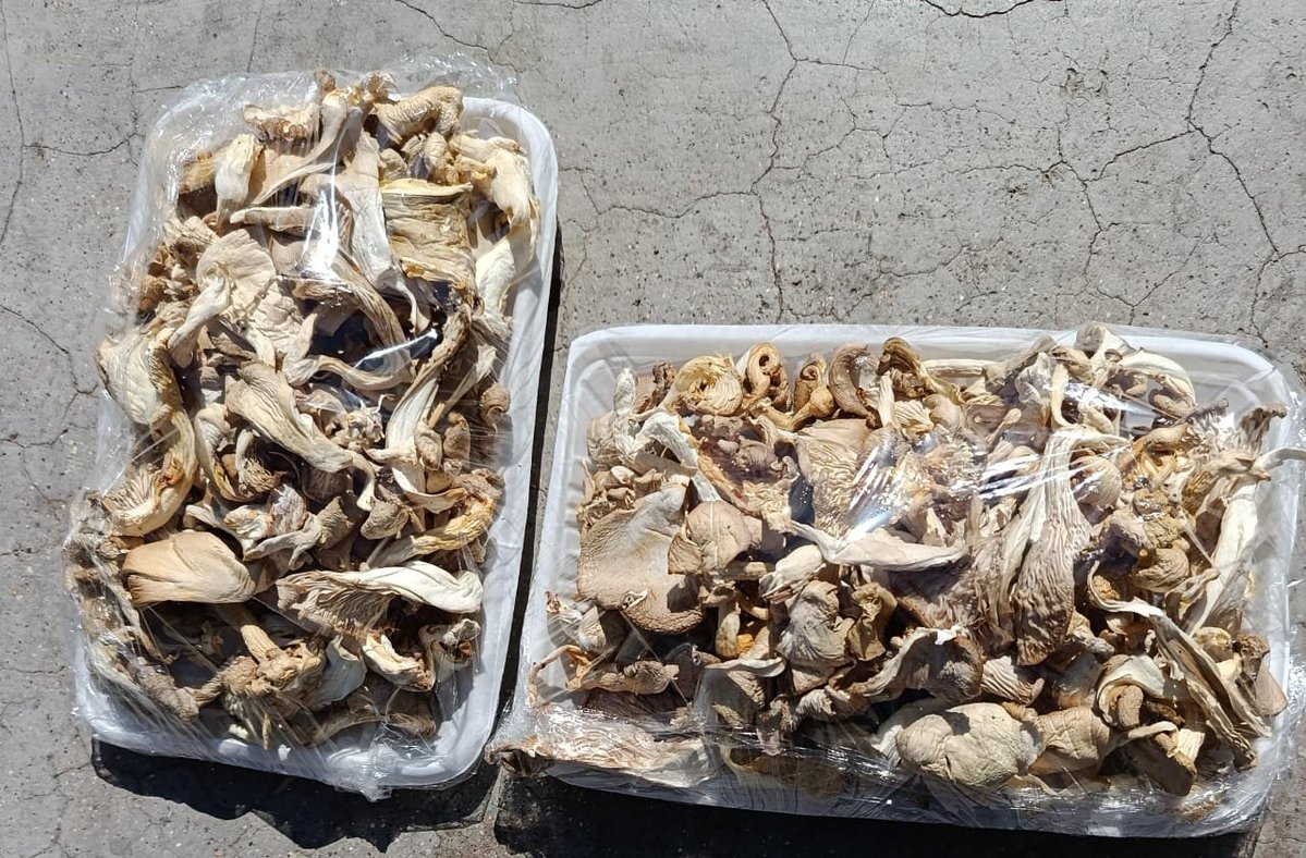 yan_nkho's tweet photo. We sell fresh and dried oyster mushroom 
Dried: k7, 000 each pack 
Fresh: k6, 000 each pack
📍 Blantyre, New Naperi 
☎️+265996657824 (call/ WhatsApp) https://t.co/0F4OHxidbQ
