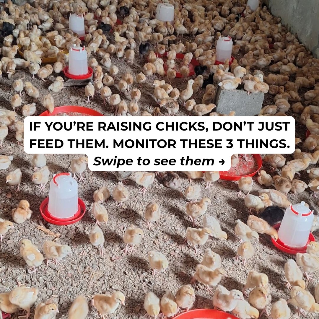 tentagrow1's tweet photo. A flock can look perfectly fine, yet changes may be happening that are easy to miss.

For poultry farmers, daily observation matters. Monitor water intake, droppings and feed consumption. Changes in these can provide useful clues about the condition of the flock and help you know when something needs closer attention.

#Tentagrow  #growingtogether  #poultrymanagement
