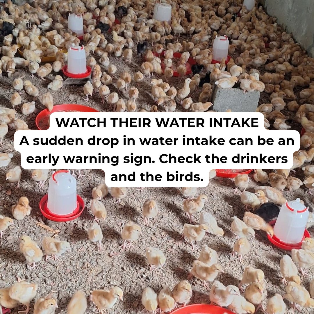 tentagrow1's tweet photo. A flock can look perfectly fine, yet changes may be happening that are easy to miss.

For poultry farmers, daily observation matters. Monitor water intake, droppings and feed consumption. Changes in these can provide useful clues about the condition of the flock and help you know when something needs closer attention.

#Tentagrow  #growingtogether  #poultrymanagement