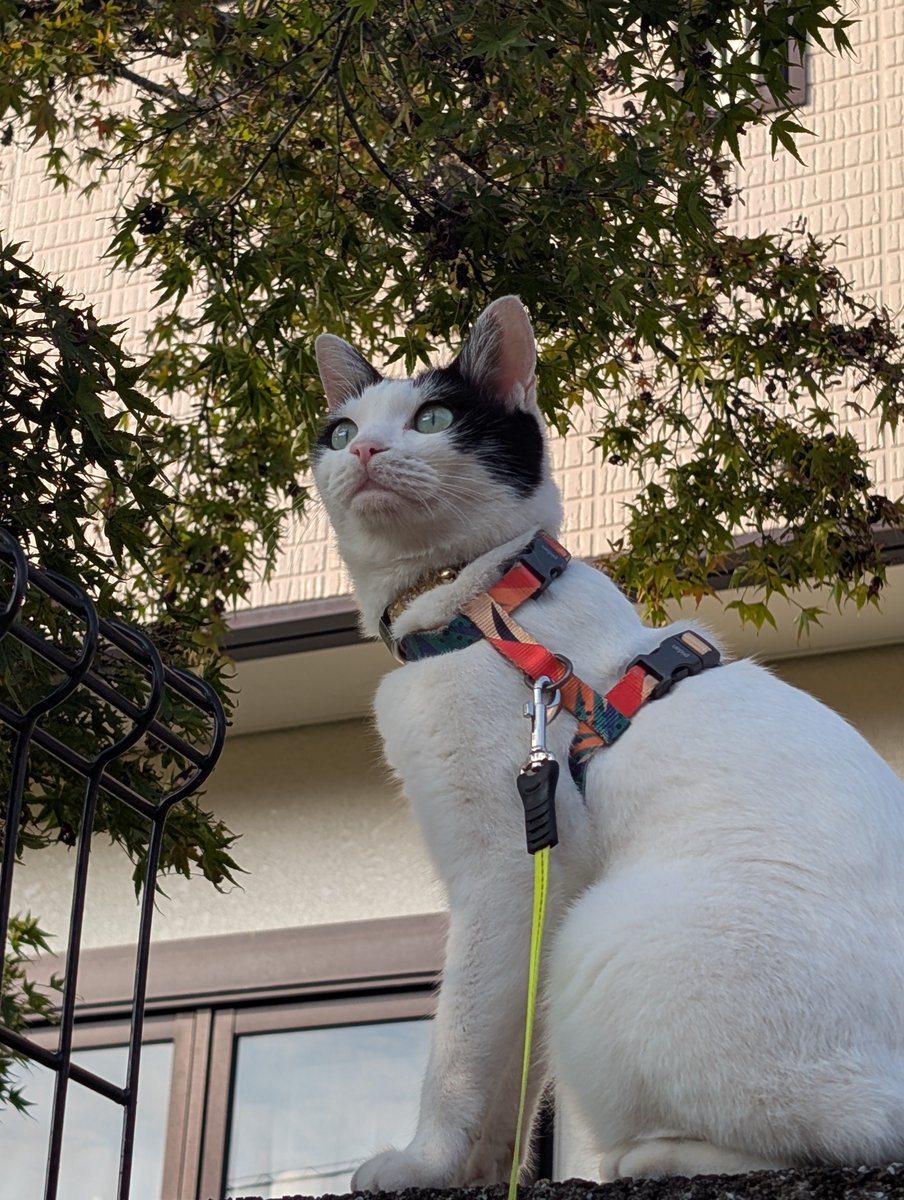 Ceylon02670869's tweet photo. 帰って来ましたが、同時に帰って来た妹を見つけてお散歩要求！？
昼に3時間
た１時間の散歩したよね！？
…！？他所の子が来たのか！！ https://t.co/pVVA5jkboX