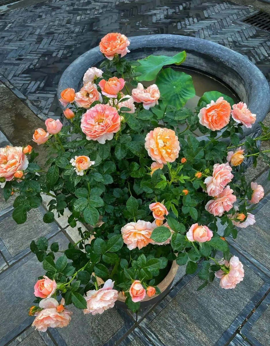amirn002896v1's tweet photo. [I found a 邪菏匕 in the old courtyard—mysterious and cold to the touch!]， https://t.co/NeA1SZY9Oh