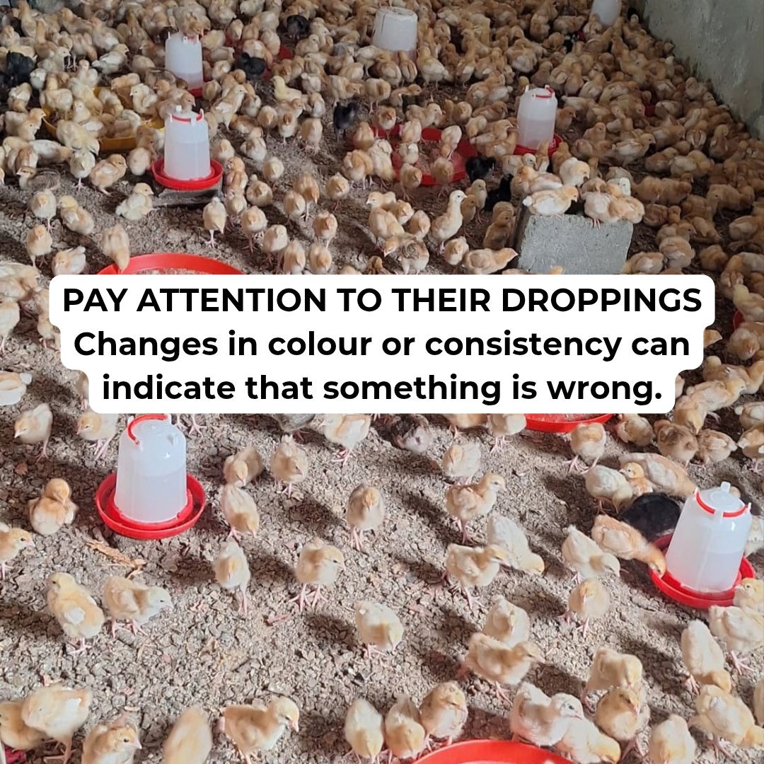 tentagrow1's tweet photo. A flock can look perfectly fine, yet changes may be happening that are easy to miss.

For poultry farmers, daily observation matters. Monitor water intake, droppings and feed consumption. Changes in these can provide useful clues about the condition of the flock and help you know when something needs closer attention.

#Tentagrow  #growingtogether  #poultrymanagement