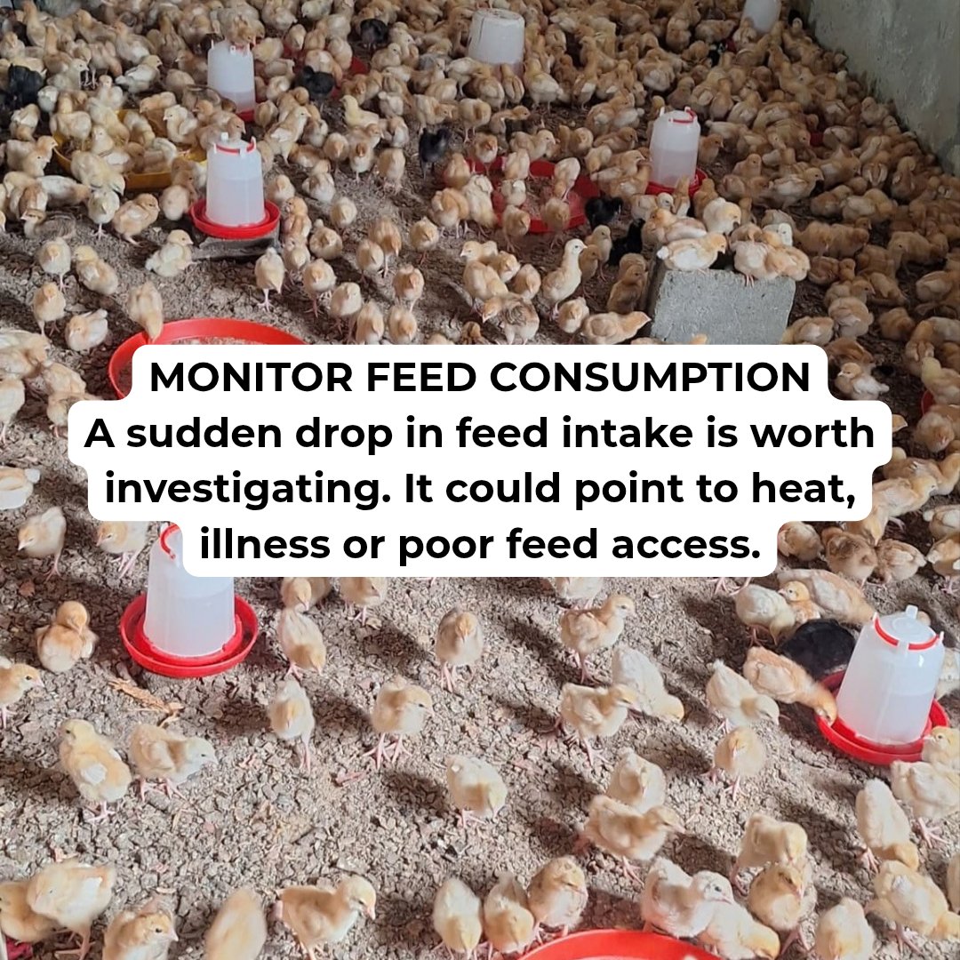 tentagrow1's tweet photo. A flock can look perfectly fine, yet changes may be happening that are easy to miss.

For poultry farmers, daily observation matters. Monitor water intake, droppings and feed consumption. Changes in these can provide useful clues about the condition of the flock and help you know when something needs closer attention.

#Tentagrow  #growingtogether  #poultrymanagement