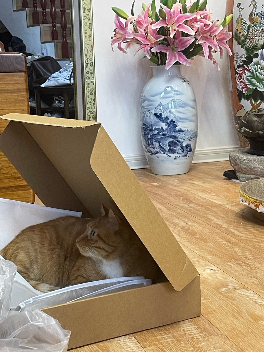 AraPietrzyqar's tweet photo. [Just finished baking warm chocolate chip cookies while my cat napped on the windowsill—cozy Sunday at home hits different!]， https://t.co/rD85V8hvBb