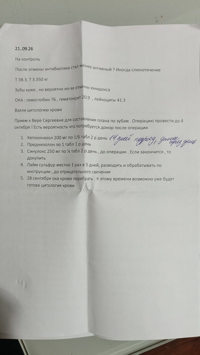 teacherrka's tweet photo. Ребятушки 🙏🏻 нам очень нужна ваша помощь котику с лейкозом 💔 

Сходили к стоматологу, вердикт неутешительный: удаление всех зубов 😭 бюджет примерно 30 тысяч

Если есть возможность, будем безмерно благодарны 🙏🏻

89168323144, Ирина В, сбер https://t.co/zX5eByvdwG