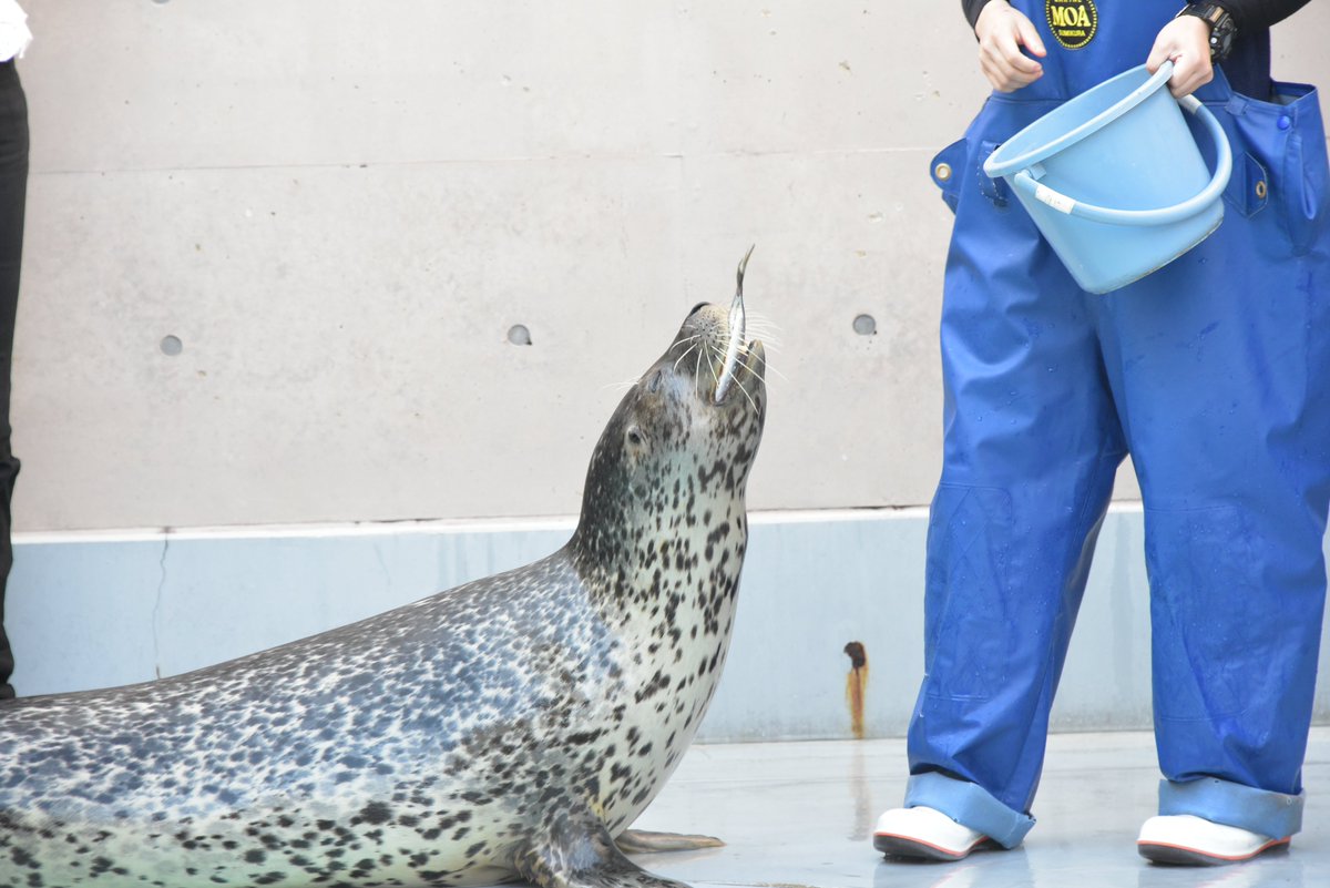 ogaaquariumgao's tweet photo. #ぱちぱちな生き物決定戦
本日、スカルプDまつ毛美容液様(@scalpd_eye )にお越しいただき、ゴマフアザラシ「ターボ」へ表彰状とご褒美のサバ・ボールをプレゼントしていただきました👏✨

とても大きなサバでした！
ボールも大切に使わせていただきます。 https://t.co/QSV4IkS08v