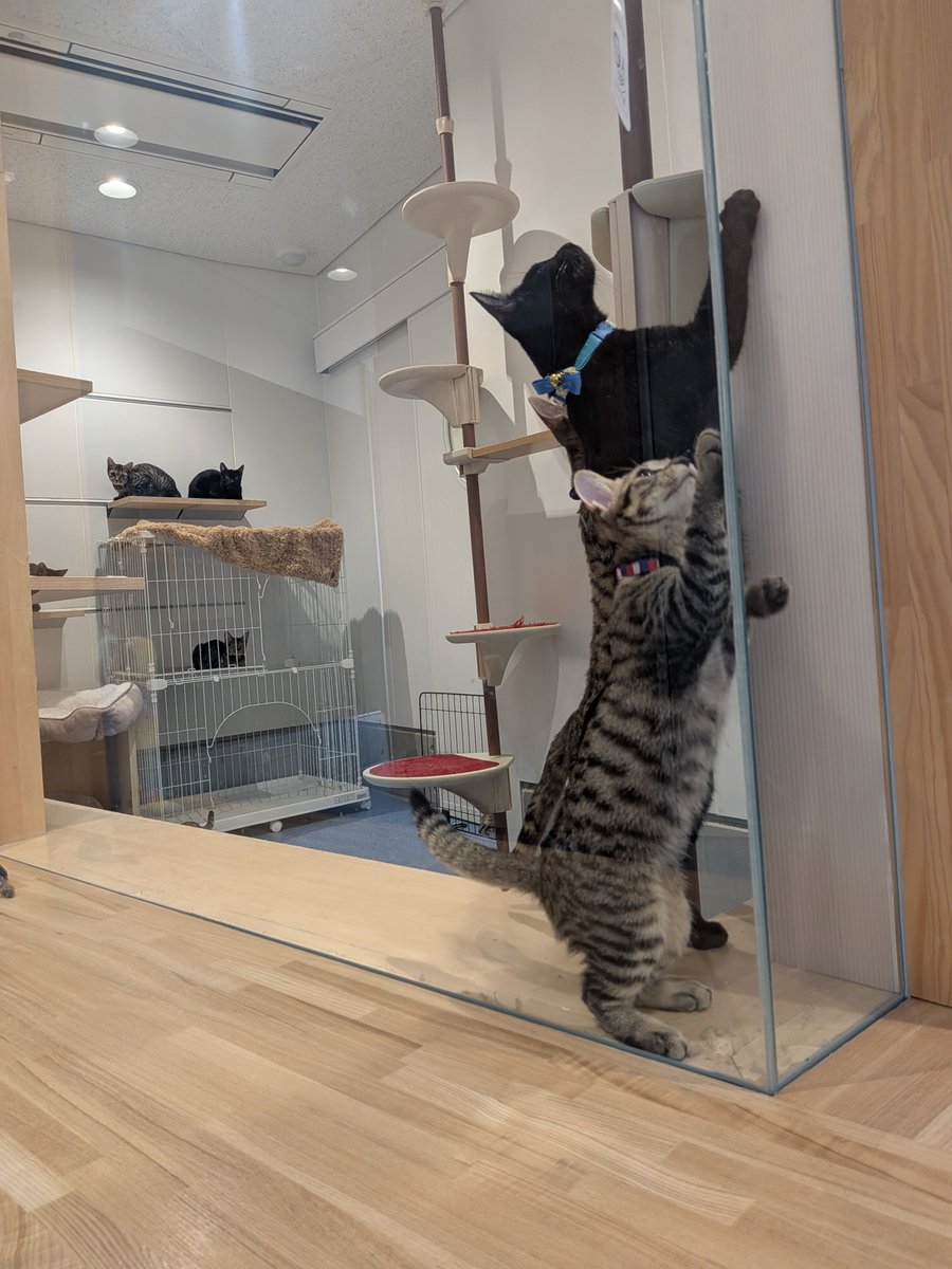 sapporo_dobutsu's tweet photo. 新しくセンターにやってきた猫たち🐾
猫の遊び場に大興奮！興味津々で探検する様子をお届けします✨
現在センターでは、64匹の猫ちゃんたちが新しい飼い主さまとの出会いを待っています。ぜひ会いに来てください！#猫　#飼い主募集中 #札幌市 https://t.co/XolEQvmI8m