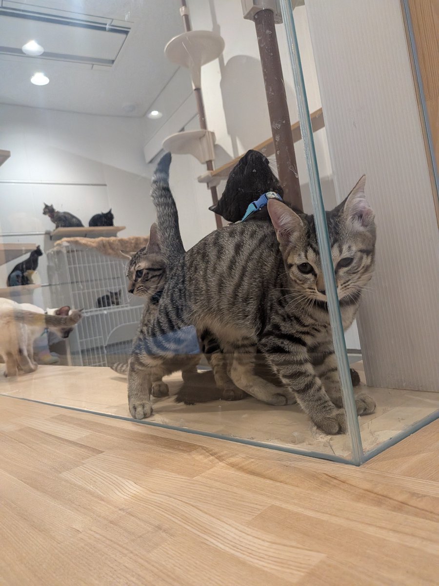 sapporo_dobutsu's tweet photo. 新しくセンターにやってきた猫たち🐾
猫の遊び場に大興奮！興味津々で探検する様子をお届けします✨
現在センターでは、64匹の猫ちゃんたちが新しい飼い主さまとの出会いを待っています。ぜひ会いに来てください！#猫　#飼い主募集中 #札幌市 https://t.co/XolEQvmI8m