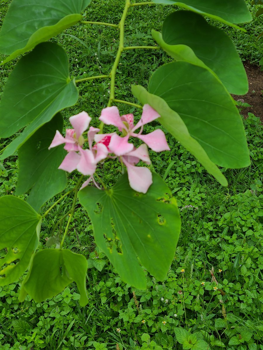 LadyDunnis's tweet photo. Beautiful morning, world. β¨οΈ
This is a reminder to bloom where you are planted. Have a productive day ahead. βοΈ
#CreatorMDXChallenge
#CreatorMD
#Day10 https://t.co/0J0Liu0ufK