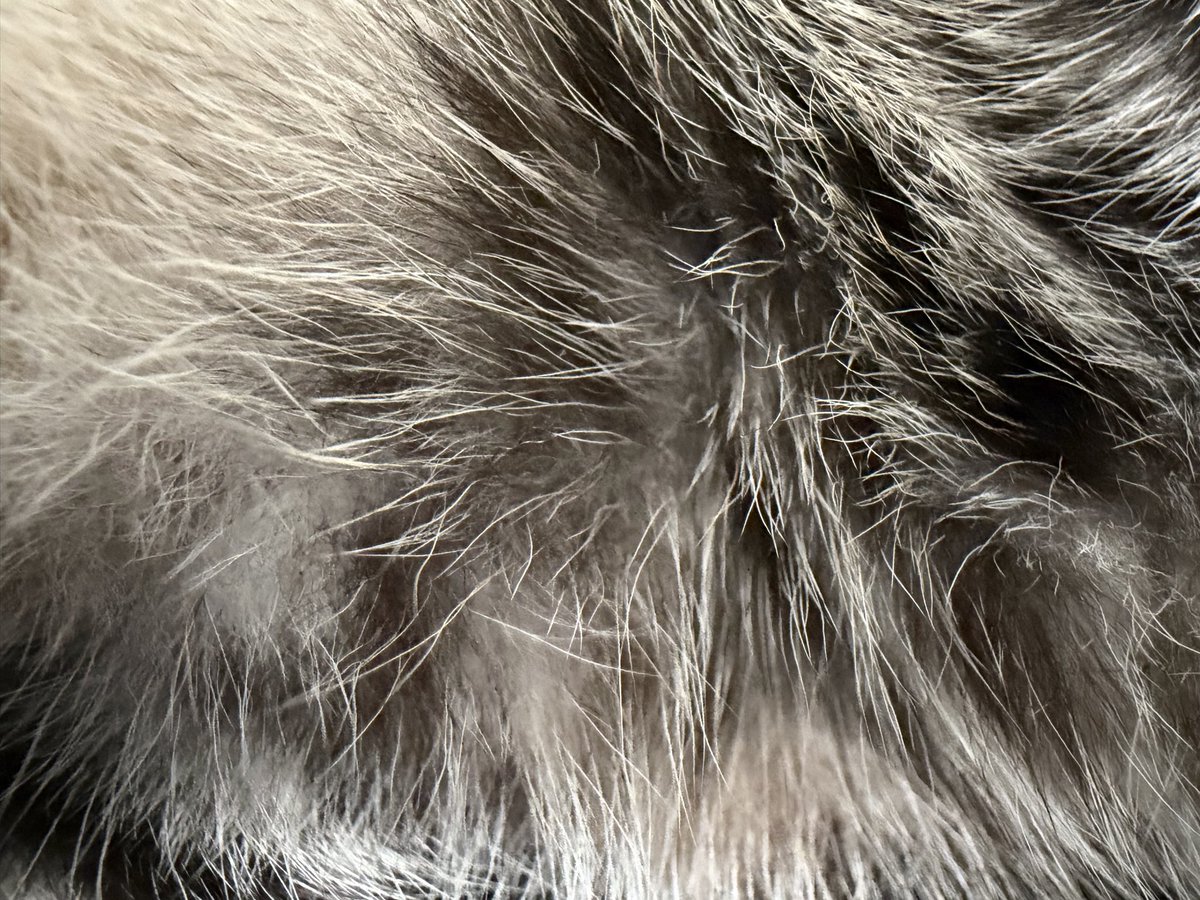 Lemon39750547's tweet photo. 猫の腹毛 https://t.co/BL9wYBlRfr
