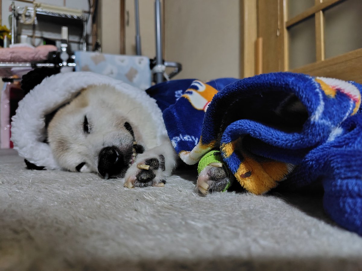 marowasa's tweet photo. 我が家にはかわいいパンダ犬がいる🐼 https://t.co/H7yZzkF6l9