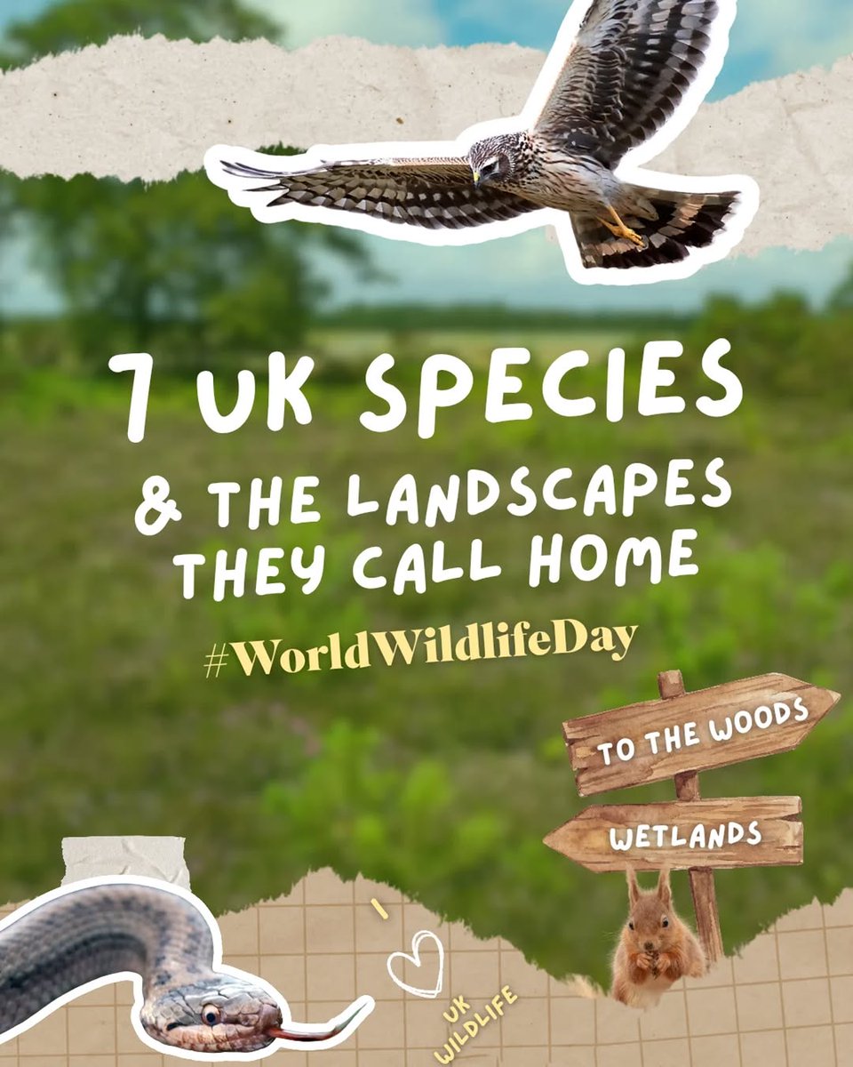 jordydejong2's tweet photo. es that rely on them.

However, habitat loss, food shortages, and human disturbance threaten some of these iconic species with extinction.

Without them, we risk losing the uniqueness of o... https://t.co/jOkQNBVFLA