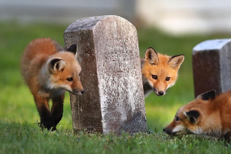 TheFoxLife's tweet photo. The one in the middle knows something 🦊👀 https://t.co/BOBQ4WR4Uf