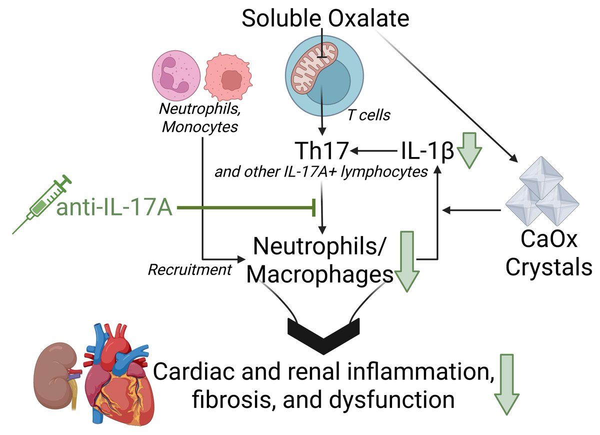 ESC_Journals's tweet photo. Establishing the link between chronic kidney disease &amp; #CVD

New #CardiovascularResearch study identifies oxalate as a systemic immunometabolic stressor mediated by IL-17A in #cardiorenal injury 
https://t.co/fnWFwvhZJi

@CVR_TomaszGuzik @glenpyle @DrMikeDrozd @Sarah_KBrown #CKD https://t.co/1S9x6s1FgC