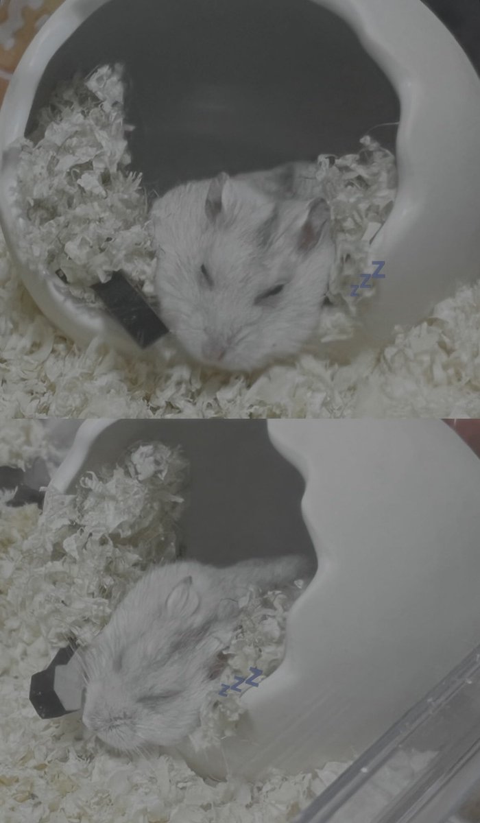 49853_'s tweet photo. ♥付き合って9ヶ月、同棲して2ヶ月、おもち🐹をお迎えして1ヶ月♥ https://t.co/8rm3VJBnM0