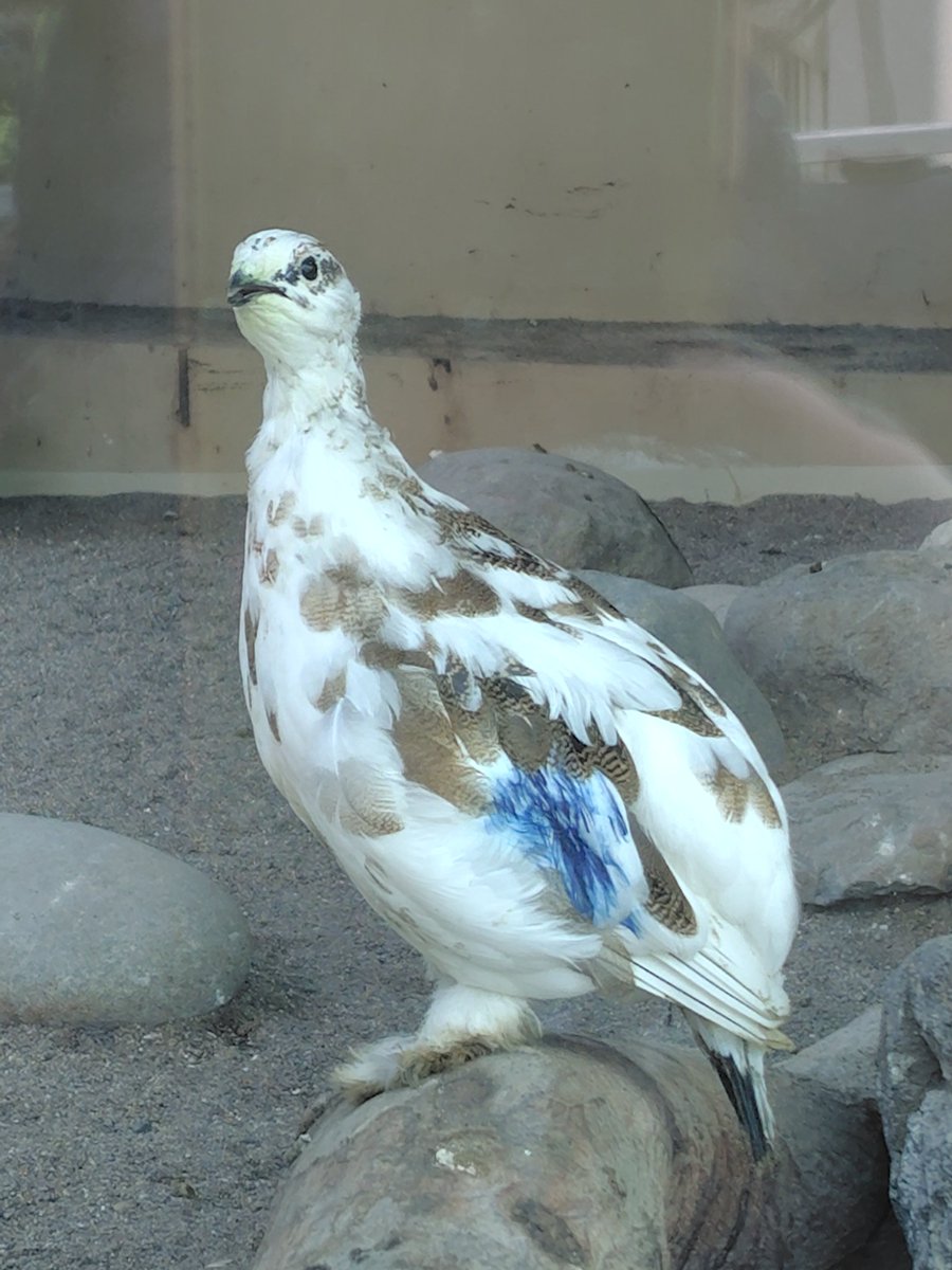 marroblgonor's tweet photo. いろいろなみなさん。2026.9.25
#ニホンリス #スバールバルライチョウ #ハシビロコウ #クビワペッカリー #上野動物園 https://t.co/0MEK0N4m3y