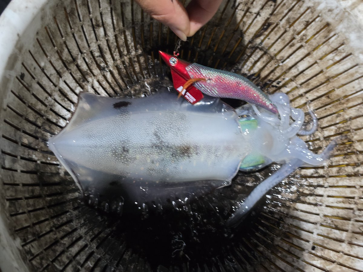1091fishing1091's tweet photo. 昨日は初のナイトティップランへ
予報外れて強めのウネリがある状況でしたが8キャッチ1バラしと十分に楽しめる釣果でした🥰
エギは最初から最後までエンバーメイズさんの #RAVEN 3.5でカラー色々使ったけど #サイファーパープル が強かった💪
#EMBERMAZE #ティップラン #スピットグリーン https://t.co/uDQvswFvUT