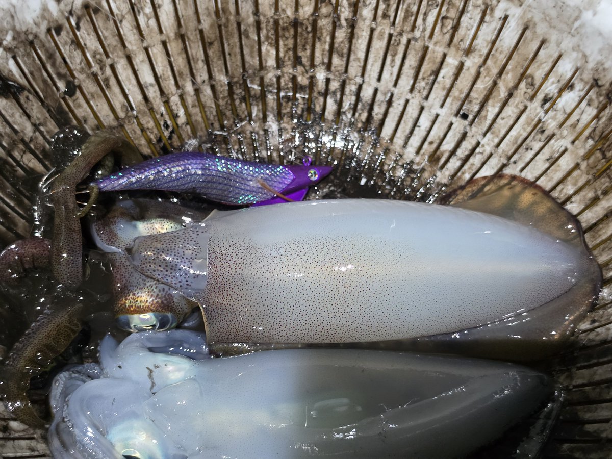 1091fishing1091's tweet photo. 昨日は初のナイトティップランへ
予報外れて強めのウネリがある状況でしたが8キャッチ1バラしと十分に楽しめる釣果でした🥰
エギは最初から最後までエンバーメイズさんの #RAVEN 3.5でカラー色々使ったけど #サイファーパープル が強かった💪
#EMBERMAZE #ティップラン #スピットグリーン https://t.co/uDQvswFvUT