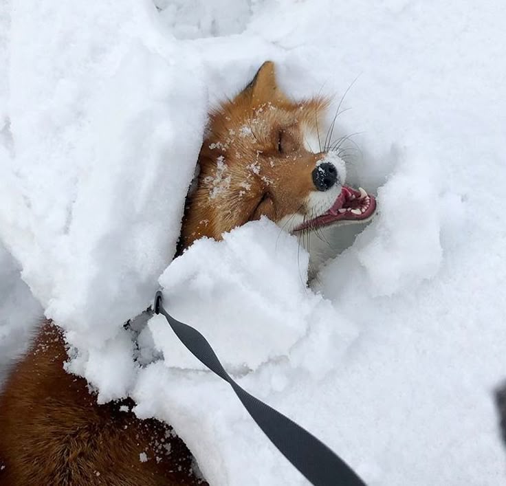 TheFoxLife's tweet photo. The face you make when the snow is actually fun 🦊❄️ https://t.co/IMN6yXUG9E