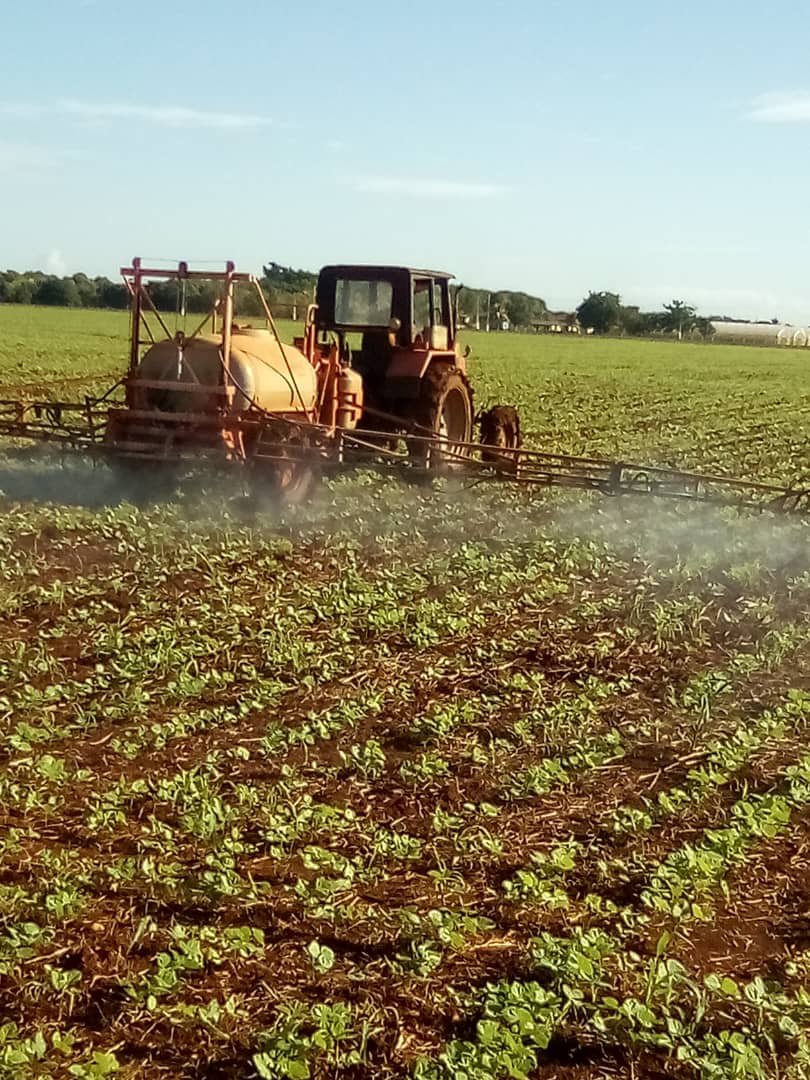 damarysmp94's tweet photo. Visita por áreas de frijol de semilla del cultivar Triunfo-70, categoría fiscalizada con un área de 30.8 ha de la máquina f-8 de la UBPC El Coronel del productor  Denis Blanco.
#SemillasYRecursosFitogenéticosMtz
#AgriculturaMatanzas
@CarlosLuisNara4 
@Matanzas_Minag https://t.co/KHI4VyBCOM