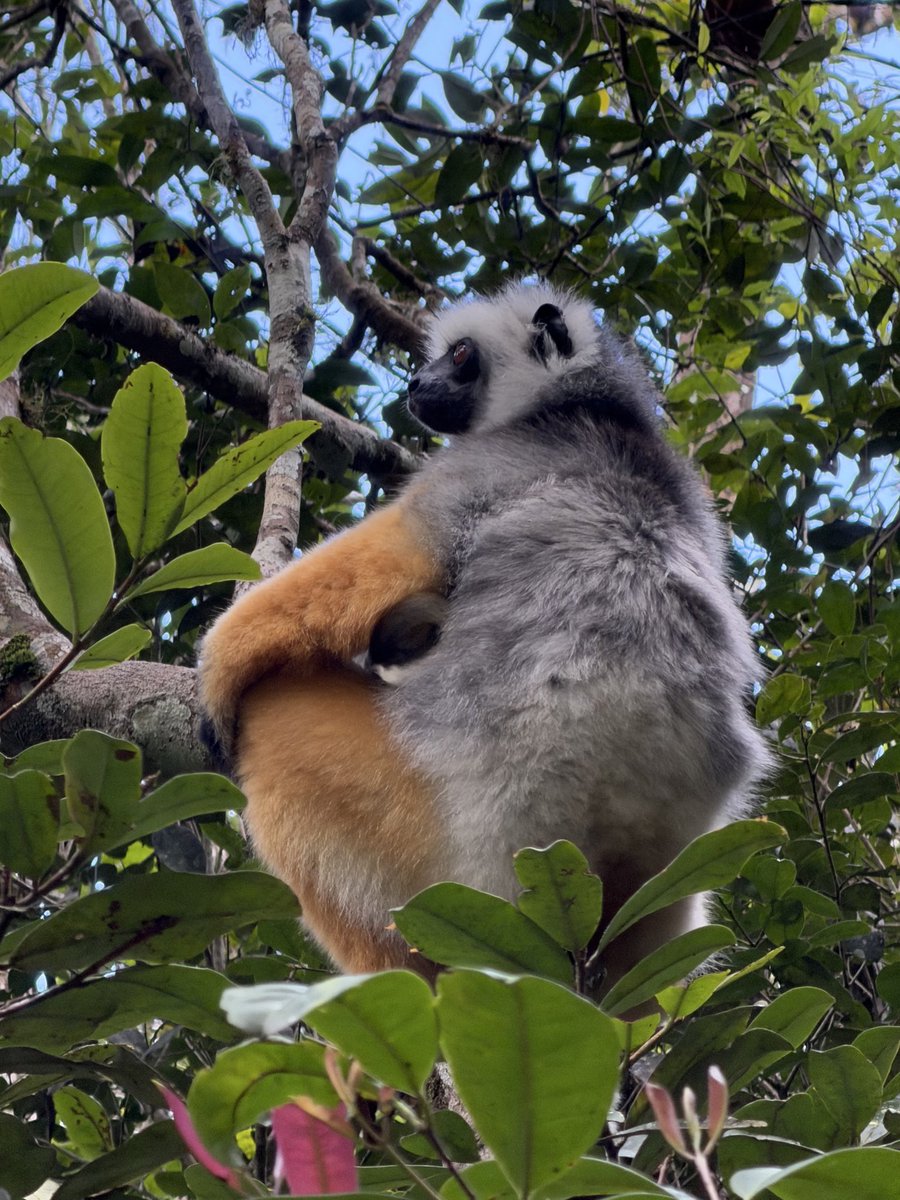 StephenGRyan's tweet photo. Diadem Sifaka seen today! #asatours    #abcradio  #mtmacedon  #dicksoniarareplants  planttrust#thehorticulturalists 
￼

￼

￼ https://t.co/17uHYQBsSg