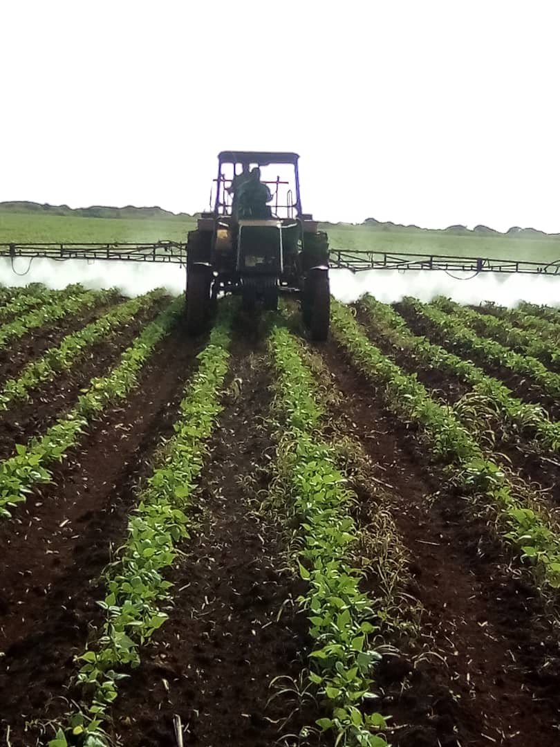 damarysmp94's tweet photo. Visita por áreas de frijol de semilla del cultivar Triunfo-70, categoría fiscalizada con un área de 30.8 ha de la máquina f-8 de la UBPC El Coronel del productor  Denis Blanco.
#SemillasYRecursosFitogenéticosMtz
#AgriculturaMatanzas
@CarlosLuisNara4 
@Matanzas_Minag https://t.co/KHI4VyBCOM