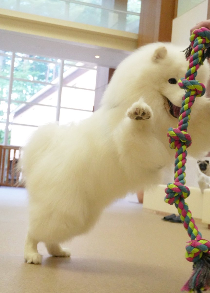 samoyed_dazs's tweet photo. もうなんだろう、、語彙力失う可愛さだわ https://t.co/TyXnFyrFgQ