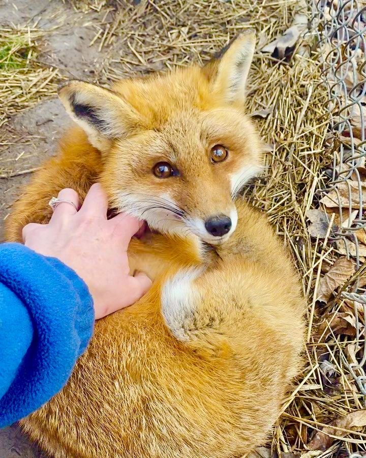 TheFoxLife's tweet photo. That look when the ear scratches stop 🦊 https://t.co/pn6313HGlY