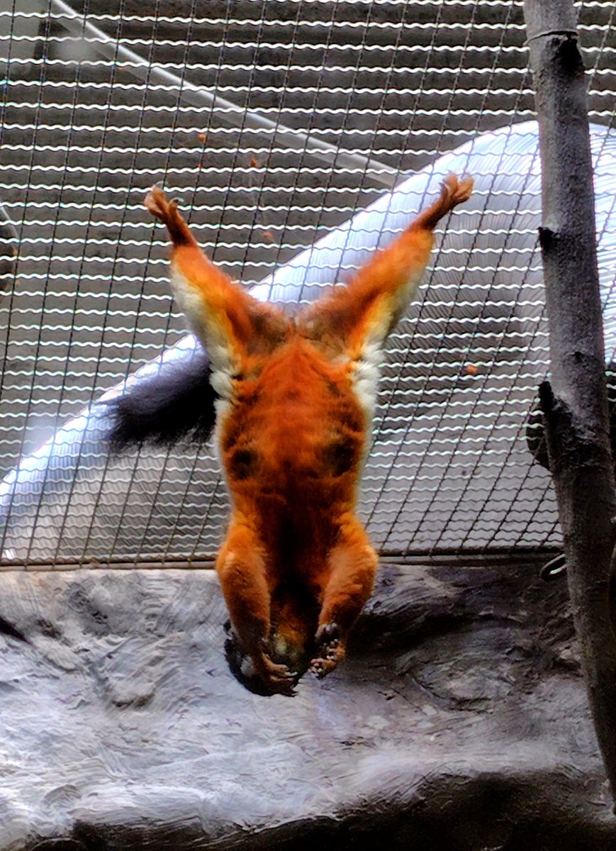 marroblgonor's tweet photo. 小獣館のみなさん。2026.9.25
#コモンツパイ #ミケリス #デグー #カヤネズミ #上野動物園 https://t.co/SVBRZhGx7o