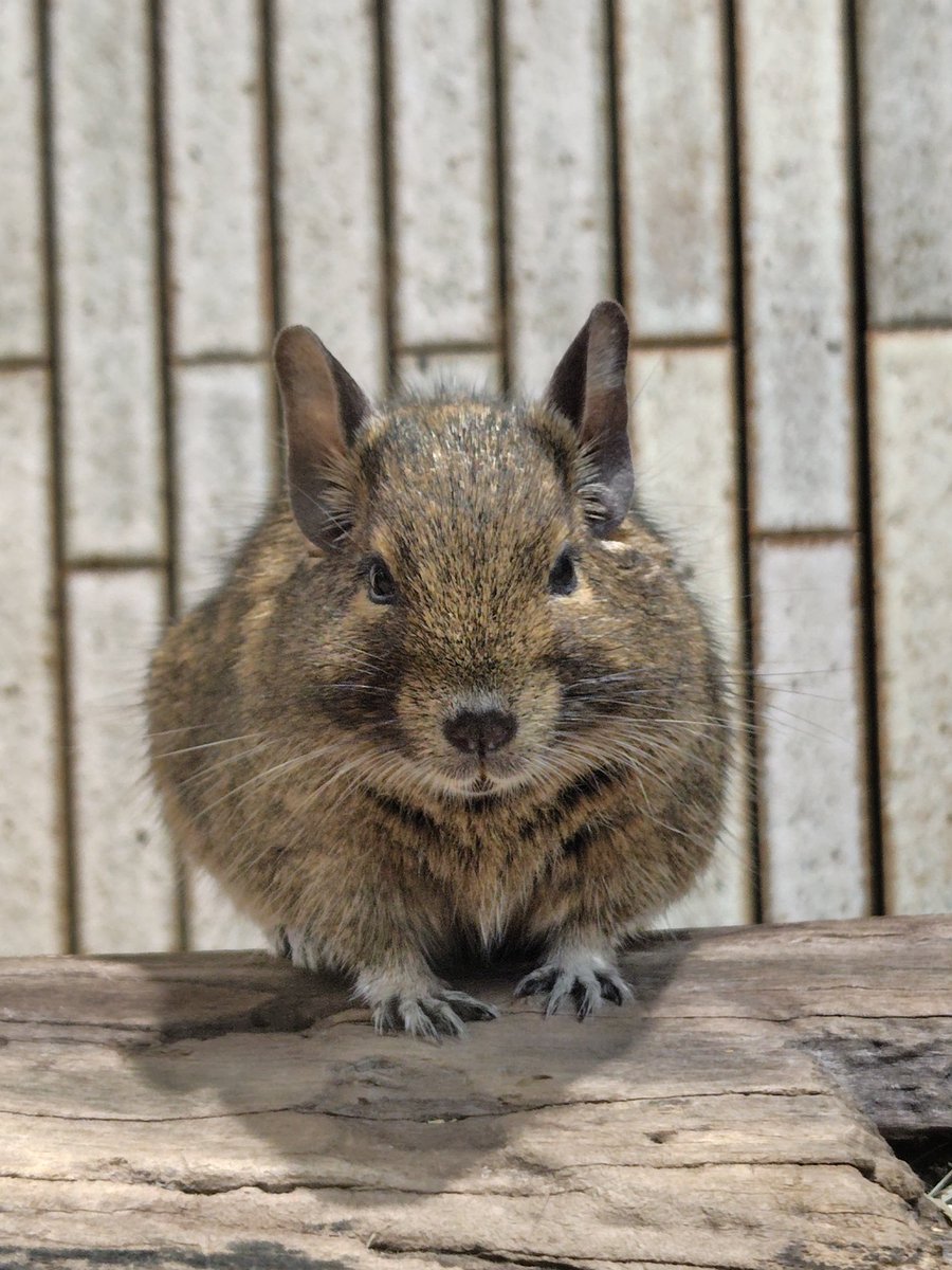 marroblgonor's tweet photo. 小獣館のみなさん。2026.9.25
#コモンツパイ #ミケリス #デグー #カヤネズミ #上野動物園 https://t.co/SVBRZhGx7o
