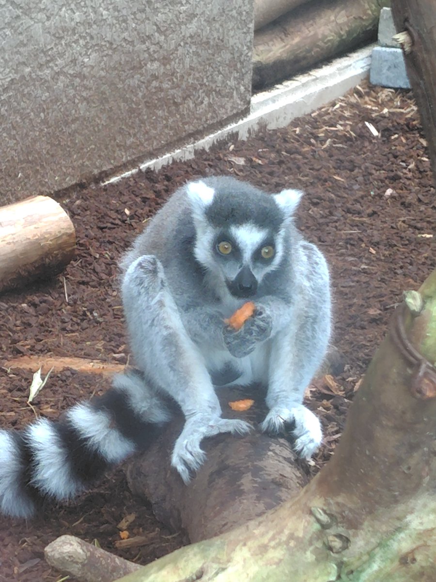 marroblgonor's tweet photo. 2026.9.25の #ワオキツネザル 
#上野動物園 https://t.co/DIGTYObUvO
