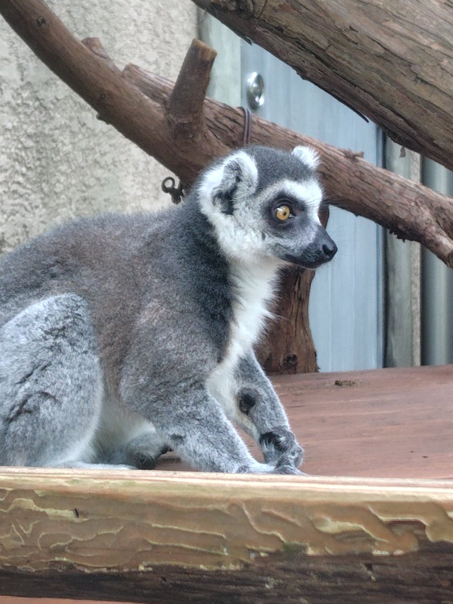 marroblgonor's tweet photo. 2026.9.25の #ワオキツネザル 
#上野動物園 https://t.co/DIGTYObUvO