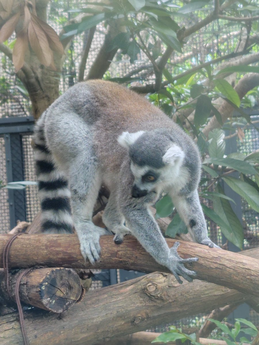 marroblgonor's tweet photo. 2026.9.25の #ワオキツネザル 
#上野動物園 https://t.co/DIGTYObUvO