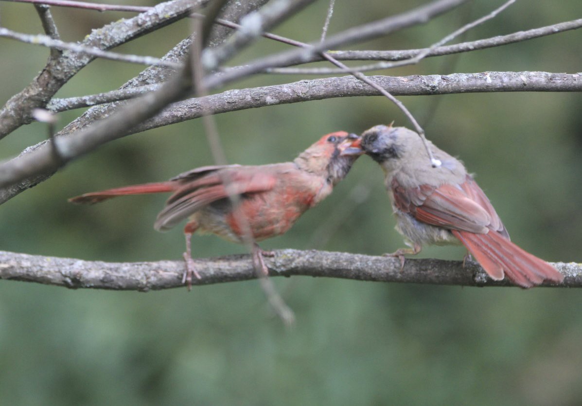 CatharineYogi's tweet photo. Feeding time! Although Mama is still feeding her fledgling, she seems to be doing it closer to the feeder, maybe to get him to feed himself ❤️ #northerncardinal #birds #birdphotography #BirdTwitter #TwitterNaturePhotography #TwitterNatureCommunity ❤️ https://t.co/6Nk3dyeqiU