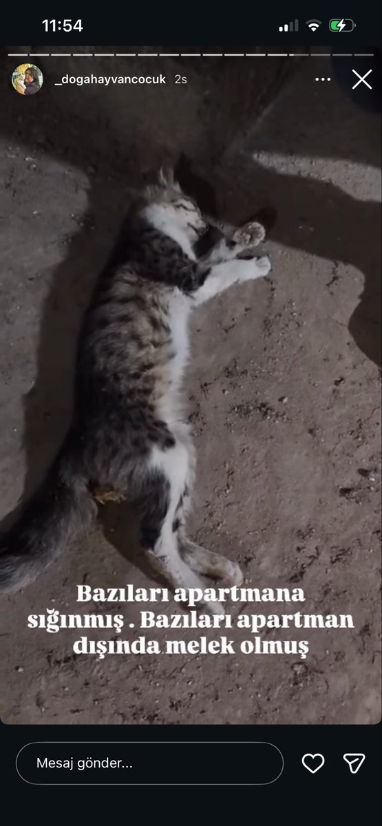 EzgisuPolat's tweet photo. On iki kediyi öldürmüşler, bu konunun aydınlatılmasını istiyoruz daha fazla can zarar görmesin istiyoruz ama istediğimizle kalıyoruz, neden sonuç alamıyoruz? Günlerdir yavru kedinin katilinin bulunması için çabalarken daha fazla kayıp veriyoruz bu nereye kadar gidecek???? https://t.co/J1xUtt54ar