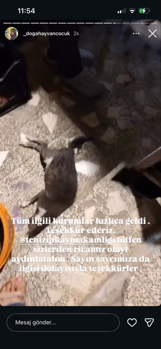 EzgisuPolat's tweet photo. On iki kediyi öldürmüşler, bu konunun aydınlatılmasını istiyoruz daha fazla can zarar görmesin istiyoruz ama istediğimizle kalıyoruz, neden sonuç alamıyoruz? Günlerdir yavru kedinin katilinin bulunması için çabalarken daha fazla kayıp veriyoruz bu nereye kadar gidecek???? https://t.co/J1xUtt54ar