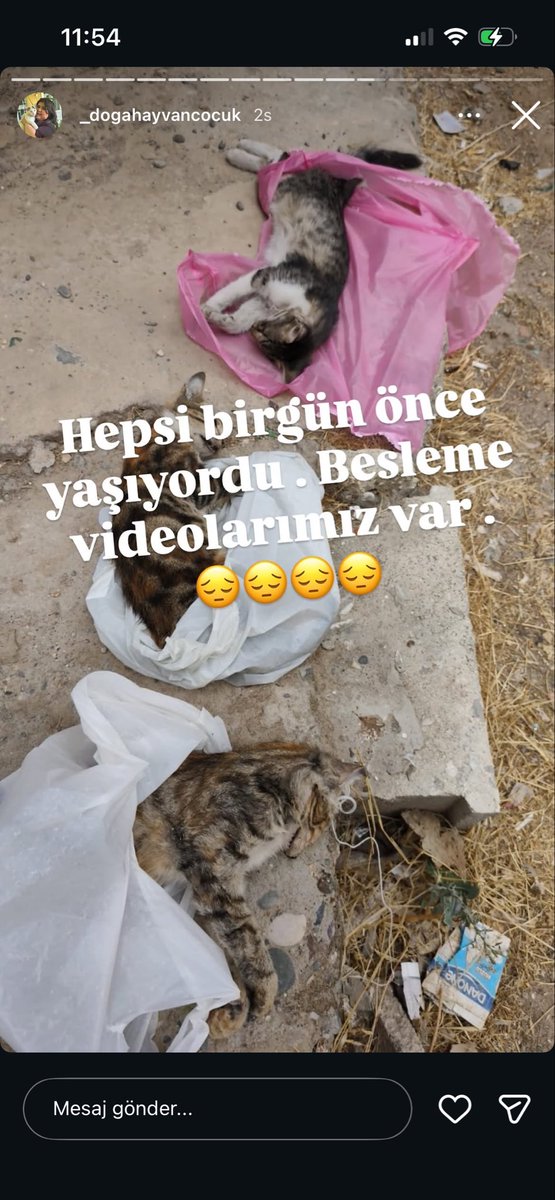 EzgisuPolat's tweet photo. On iki kediyi öldürmüşler, bu konunun aydınlatılmasını istiyoruz daha fazla can zarar görmesin istiyoruz ama istediğimizle kalıyoruz, neden sonuç alamıyoruz? Günlerdir yavru kedinin katilinin bulunması için çabalarken daha fazla kayıp veriyoruz bu nereye kadar gidecek???? https://t.co/J1xUtt54ar