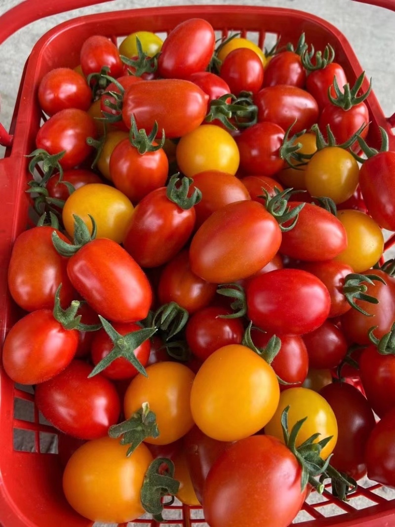 MechelleAyer's tweet photo. Esta tomate cherry ecológico es súper dulce, jugoso y sin sabor químico, ideal para ensaladas. （这条有机小番茄超甜、多汁，没有怪味，非常适合做沙拉）， https://t.co/B4hnXPsP4w