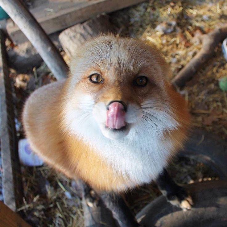 TheFoxLife's tweet photo. Caught mid nose lick 🦊👅 https://t.co/UCgFgTMyoP