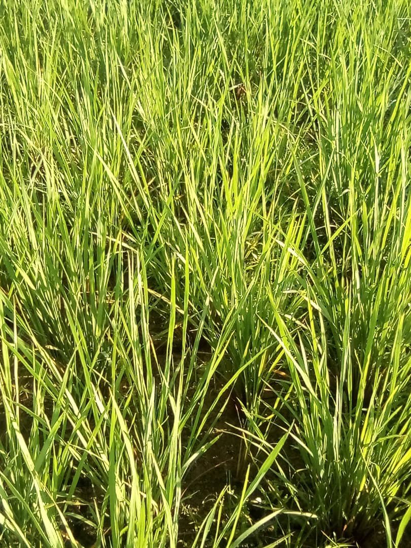 damarysmp94's tweet photo. Inspección al arroz de semilla del productor Miguel Ortiz Cid de la CPA Evelio Valenzuela del cultivar IA Cuba-42 Selección 2, categoría  Certifica 1 con un área de 10 ha.
@CarlosLuisNara4 
@Matanzas_Minag 
#AgriculturaMatanzas https://t.co/3pxlmHBx2O